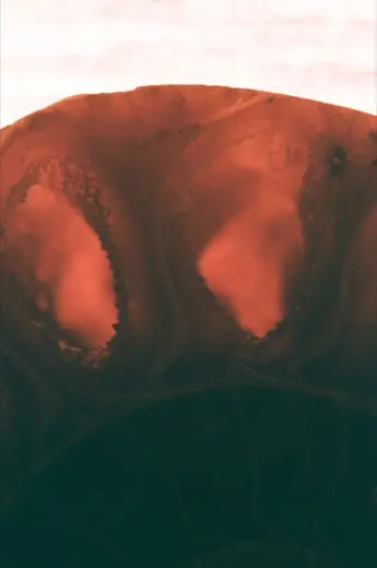 MOAR study image 004